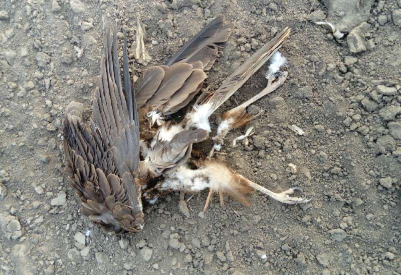 Uginula ptica nedaleko od Bačke Topole