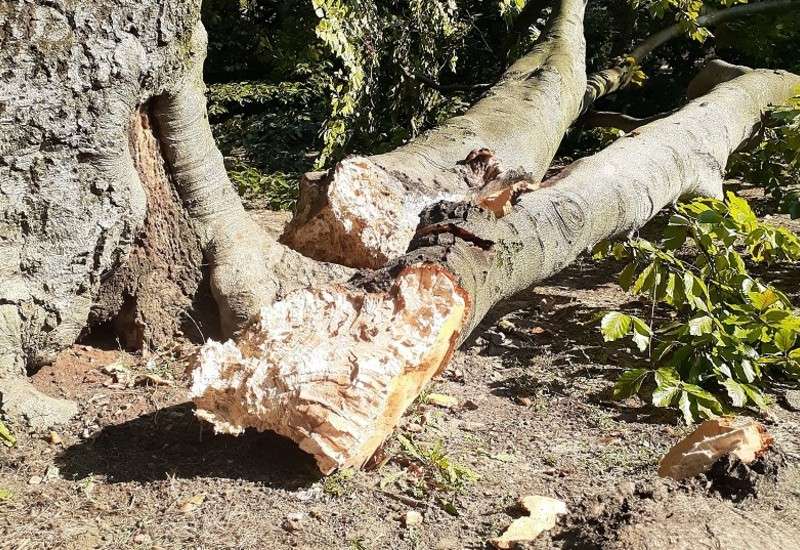 U nevremenu se odlomila grana na crvenolisnoj bukvi u Omoljici