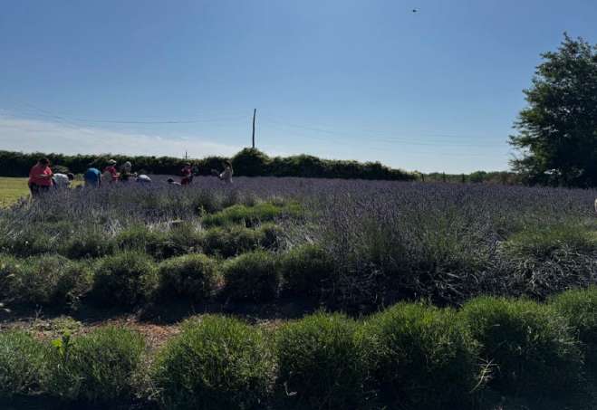 U Bačkoj Topoli završena je sezona berbe lavande, koja je i ove godine bila u fokusu manifestacije "Ljubičasti jun"