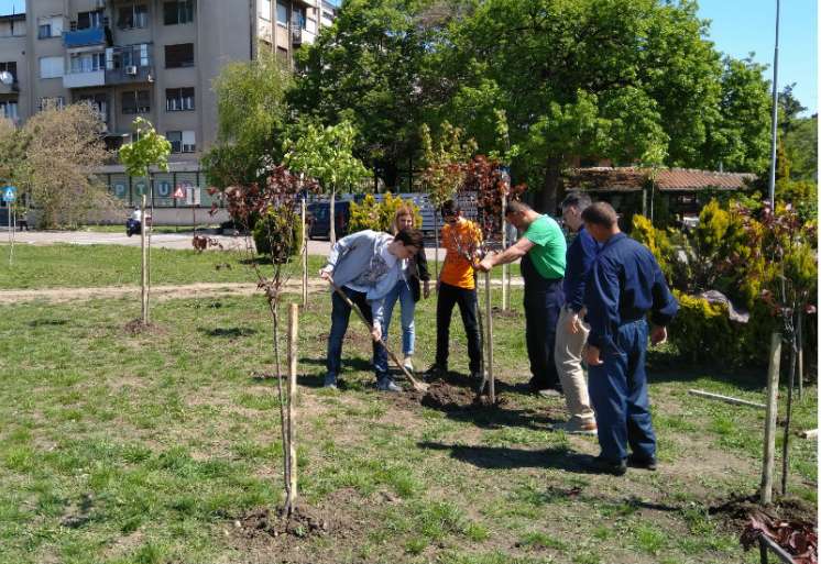 Sadnja drveća na tamiškom keju u Pančevu