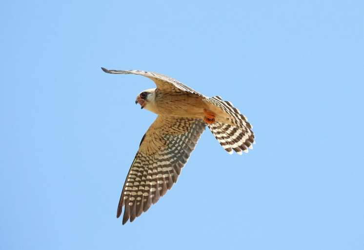 Siva vetruška spada u grupu manjih sokolova i predstavlja strogo zaštićenu vrstu čija se populacija u Srbiji procenjuje na svega 100 do 150 parova, koji se nalaze uglavnom u Vojvodini