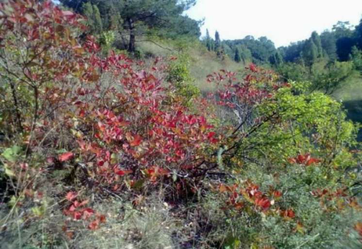 Ova ekološka i planinarska akcija je postala tradicionalna, ima i sportski karakter, iz godine u godinu učestvuje sve više školske dece