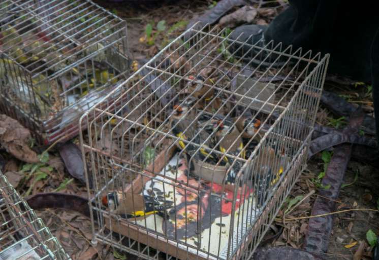 Aktivisti Društva za zaštitu i proučavanje ptica Srbije (DZPPS) u nedelju 19. februara uz podršku policajaca iz stanice na Vračaru na Kalenić pijaci sprečili su nelegalnu prodaju 29 jedinki strogo zaštićenih ptica