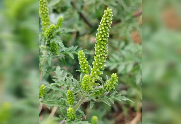 Ambrozija je invazivna i izrazito alergena biljka koja svake godine izaziva ozbiljne zdravstvene tegobe i znatno naru&scaron;ava kvalitet života